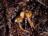  (Gliophorus sp. sciophanus-PNW07 - HAY-F-000960)  @11 [ ] by-nc (2023) Sadie Hickey Fungal Diversity Survey