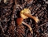 ( - HAY-F-000960)  @11 [ ] by-nc (2023) Sadie Hickey Fungal Diversity Survey