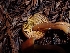  ( - HAY-F-000960)  @11 [ ] by-nc (2023) Sadie Hickey Fungal Diversity Survey