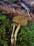  ( - HAY-F-000959)  @11 [ ] by-nc (2023) Sadie Hickey Fungal Diversity Survey