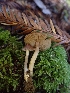  (Inocybe sp. CA18 - HAY-F-000959)  @11 [ ] by-nc (2023) Sadie Hickey Fungal Diversity Survey