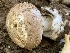  ( - HAY-F-001599)  @11 [ ] by-nc (2023) Bat Vardeh Fungal Diversity Survey
