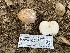  ( - HAY-F-001599)  @11 [ ] by-nc (2023) Bat Vardeh Fungal Diversity Survey