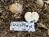  ( - HAY-F-001599)  @11 [ ] by-nc (2023) Bat Vardeh Fungal Diversity Survey