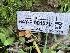  ( - HAY-F-001570)  @11 [ ] by-nc (2023) Bat Vardeh Fungal Diversity Survey