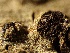  ( - HAY-F-002628)  @11 [ ] c (2023) Rudy Diaz Fungal Diversity Survey