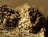  ( - HAY-F-002628)  @11 [ ] c (2023) Rudy Diaz Fungal Diversity Survey