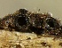  ( - HAY-F-002628)  @11 [ ] c (2023) Rudy Diaz Fungal Diversity Survey