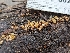  ( - HAY-F-004842)  @11 [ ] by-nc (2023) Stu Pickell Fungal Diversity Survey