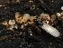  ( - HAY-F-004842)  @11 [ ] by-nc (2023) Stu Pickell Fungal Diversity Survey