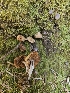 ( - HAY-F-000727)  @11 [ ] by (2023) Mandy Hackney Fungal Diversity Survey