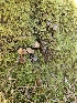  ( - HAY-F-000727)  @11 [ ] by (2023) Mandy Hackney Fungal Diversity Survey