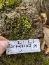  ( - HAY-F-004868)  @11 [ ] by-nc (2023) Stu Pickell Fungal Diversity Survey