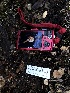  ( - HAY-F-003691)  @11 [ ] by-nc (2023) Dean Lyons Fungal Diversity Survey