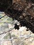 ( - HAY-F-003070)  @11 [ ] by-nc (2023) Dean Lyons Fungal Diversity Survey