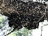  ( - HAY-F-003070)  @11 [ ] by-nc (2023) Dean Lyons Fungal Diversity Survey