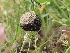  (Montagnea - HAY-F-003672)  @11 [ ] by-nc (2023) Dean Lyons Fungal Diversity Survey