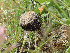  ( - HAY-F-003672)  @11 [ ] by-nc (2023) Dean Lyons Fungal Diversity Survey
