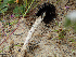  ( - HAY-F-003672)  @11 [ ] by-nc (2023) Dean Lyons Fungal Diversity Survey