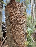  ( - HAY-F-000768)  @11 [ ] by (2023) Mandy Hackney Fungal Diversity Survey