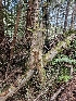  ( - HAY-F-000768)  @11 [ ] by (2023) Mandy Hackney Fungal Diversity Survey