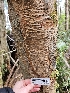  ( - HAY-F-000768)  @11 [ ] by (2023) Mandy Hackney Fungal Diversity Survey