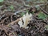  ( - HAY-F-000723)  @11 [ ] by (2023) Mandy Hackney Fungal Diversity Survey