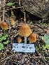  ( - HAY-F-000722)  @11 [ ] by (2023) Mandy Hackney Fungal Diversity Survey