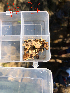 ( - HAY-F-003674)  @11 [ ] by-nc (2023) Dean Lyons Fungal Diversity Survey