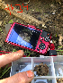  ( - HAY-F-003704)  @11 [ ] by-nc (2023) Dean Lyons Fungal Diversity Survey