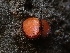  ( - HAY-F-000767)  @11 [ ] by (2023) Mandy Hackney Fungal Diversity Survey