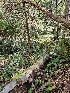  ( - HAY-F-000767)  @11 [ ] by (2023) Mandy Hackney Fungal Diversity Survey