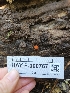  ( - HAY-F-000767)  @11 [ ] by (2023) Mandy Hackney Fungal Diversity Survey