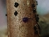  (Phialocephala sp. CA04 - HAY-F-000764)  @11 [ ] by (2023) Mandy Hackney Fungal Diversity Survey