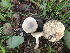  ( - HAY-F-003763)  @11 [ ] by-nc (2023) Dean Lyons Fungal Diversity Survey