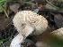  ( - HAY-F-003763)  @11 [ ] by-nc (2023) Dean Lyons Fungal Diversity Survey