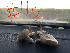  ( - HAY-F-003763)  @11 [ ] by-nc (2023) Dean Lyons Fungal Diversity Survey