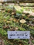  ( - HAY-F-000761)  @11 [ ] by (2023) Mandy Hackney Fungal Diversity Survey