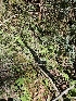  ( - HAY-F-000761)  @11 [ ] by (2023) Mandy Hackney Fungal Diversity Survey