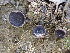  ( - HAY-F-003722)  @11 [ ] by-nc (2023) Dean Lyons Fungal Diversity Survey