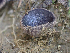  ( - HAY-F-003722)  @11 [ ] by-nc (2023) Dean Lyons Fungal Diversity Survey