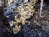  ( - HAY-F-003674)  @11 [ ] by-nc (2023) Dean Lyons Fungal Diversity Survey