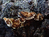  ( - HAY-F-003674)  @11 [ ] by-nc (2023) Dean Lyons Fungal Diversity Survey