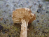  ( - HAY-F-003675)  @11 [ ] by-nc (2023) Dean Lyons Fungal Diversity Survey