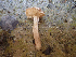  ( - HAY-F-003675)  @11 [ ] by-nc (2023) Dean Lyons Fungal Diversity Survey