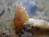 ( - HAY-F-003675)  @11 [ ] by-nc (2023) Dean Lyons Fungal Diversity Survey
