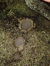  ( - HAY-F-003704)  @11 [ ] by-nc (2023) Dean Lyons Fungal Diversity Survey