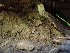  ( - HAY-F-003704)  @11 [ ] by-nc (2023) Dean Lyons Fungal Diversity Survey