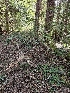 ( - HAY-F-000723)  @11 [ ] by (2023) Mandy Hackney Fungal Diversity Survey