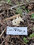  ( - HAY-F-000723)  @11 [ ] by (2023) Mandy Hackney Fungal Diversity Survey